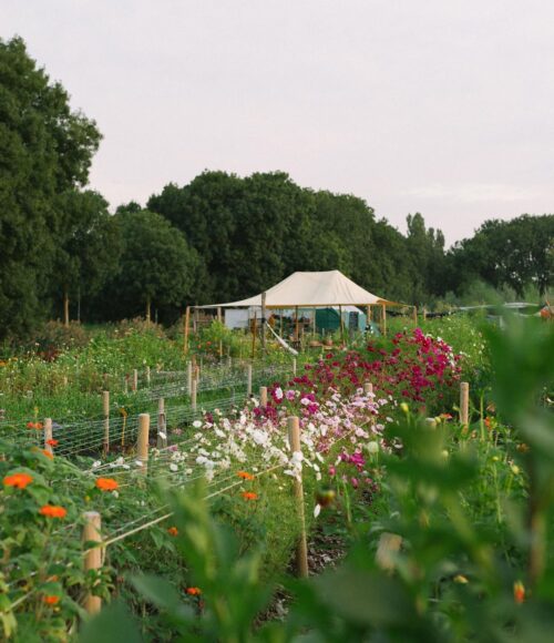 Zaterdag 26 september: Farm to Table dinner bij Lokale Bloemetjes en De Stadsgroenteboer in Amsterdam West