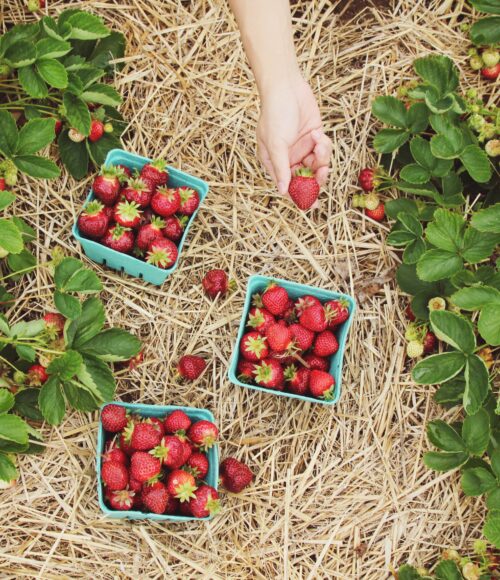 Jahaa, het fruitpluk seizoen is begonnen en dit vinden we de leukste fruitpluktuinen van het land