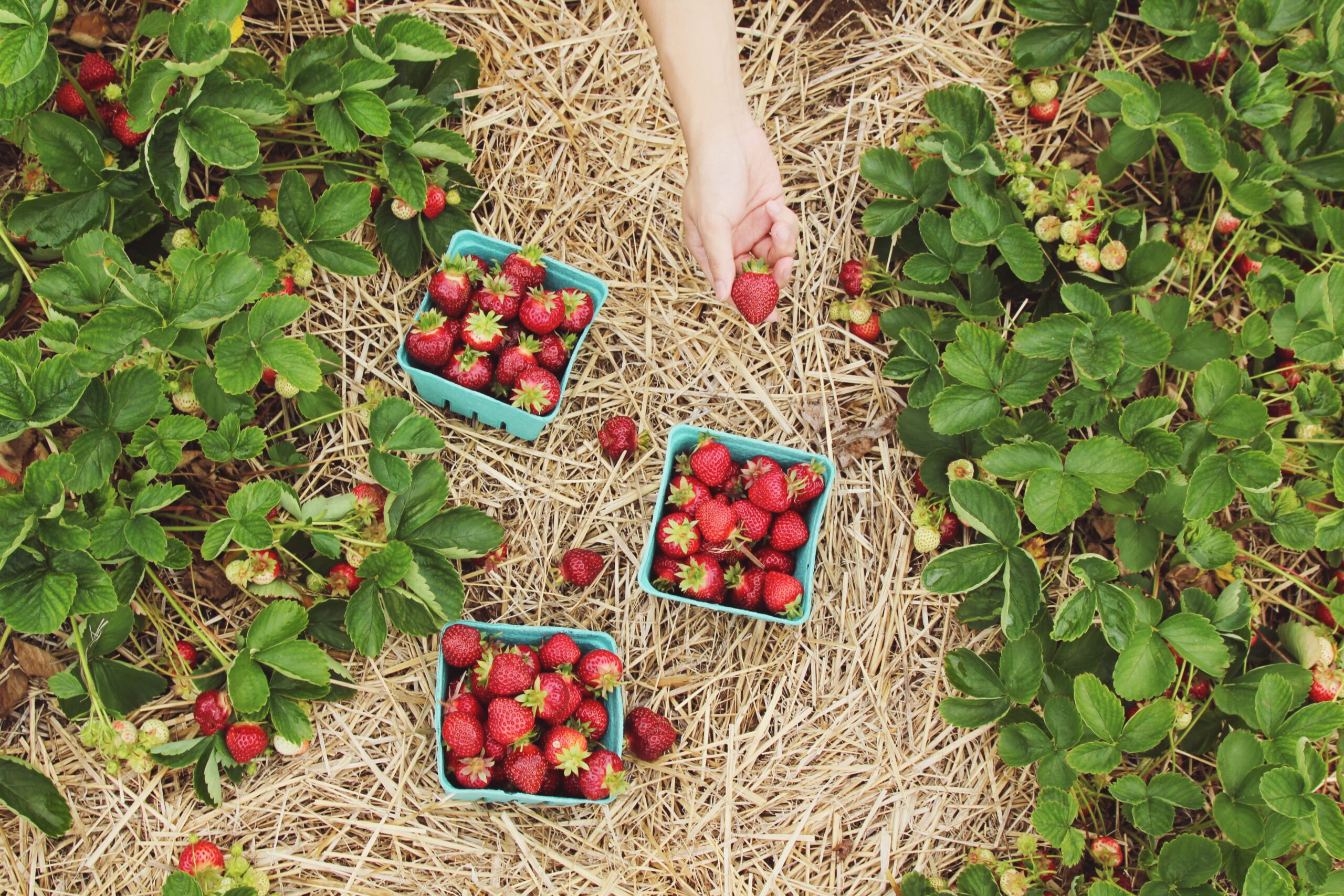 Fruitplukken seizoen