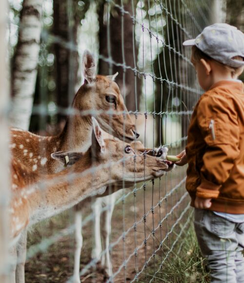 Kids to go: de leukste kinderboerderijen van Nederland, waar de liefste beestjes wonen