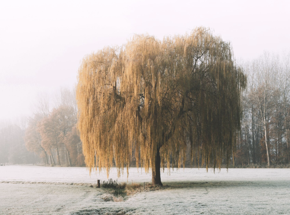 Wintertuin