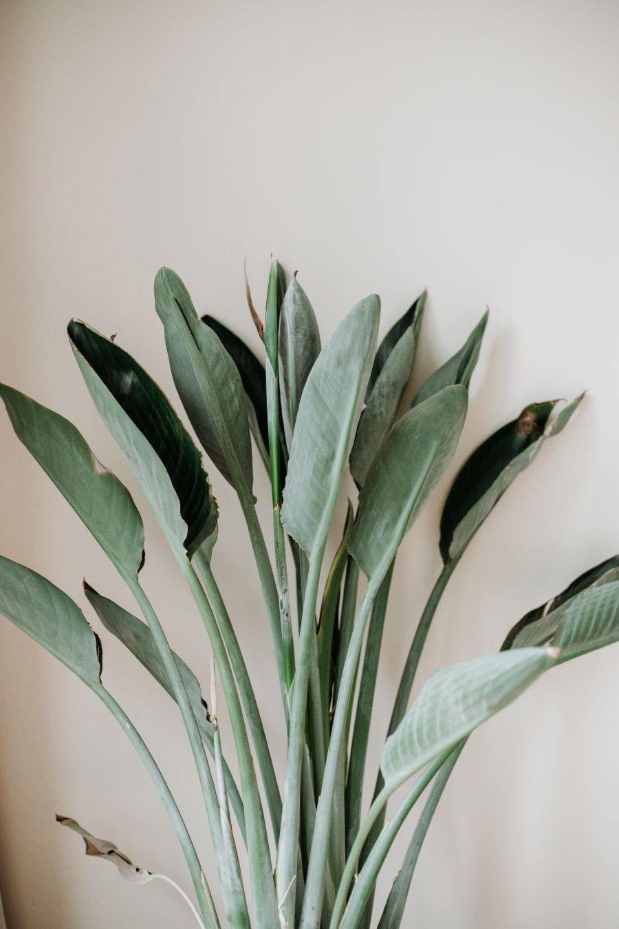 Plant in het huis