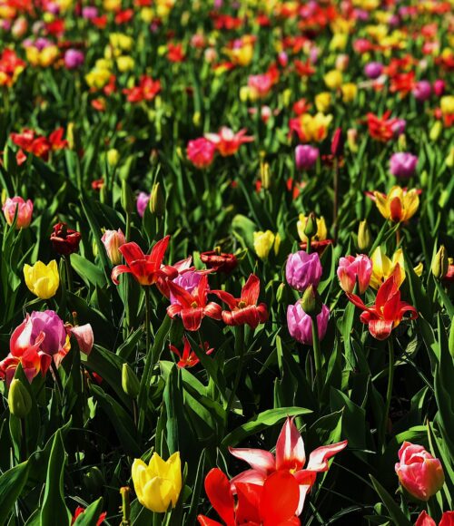 Annemieke’s pluktuin in Hillegom – voor zelfgeplukte verse regenboog tulpen