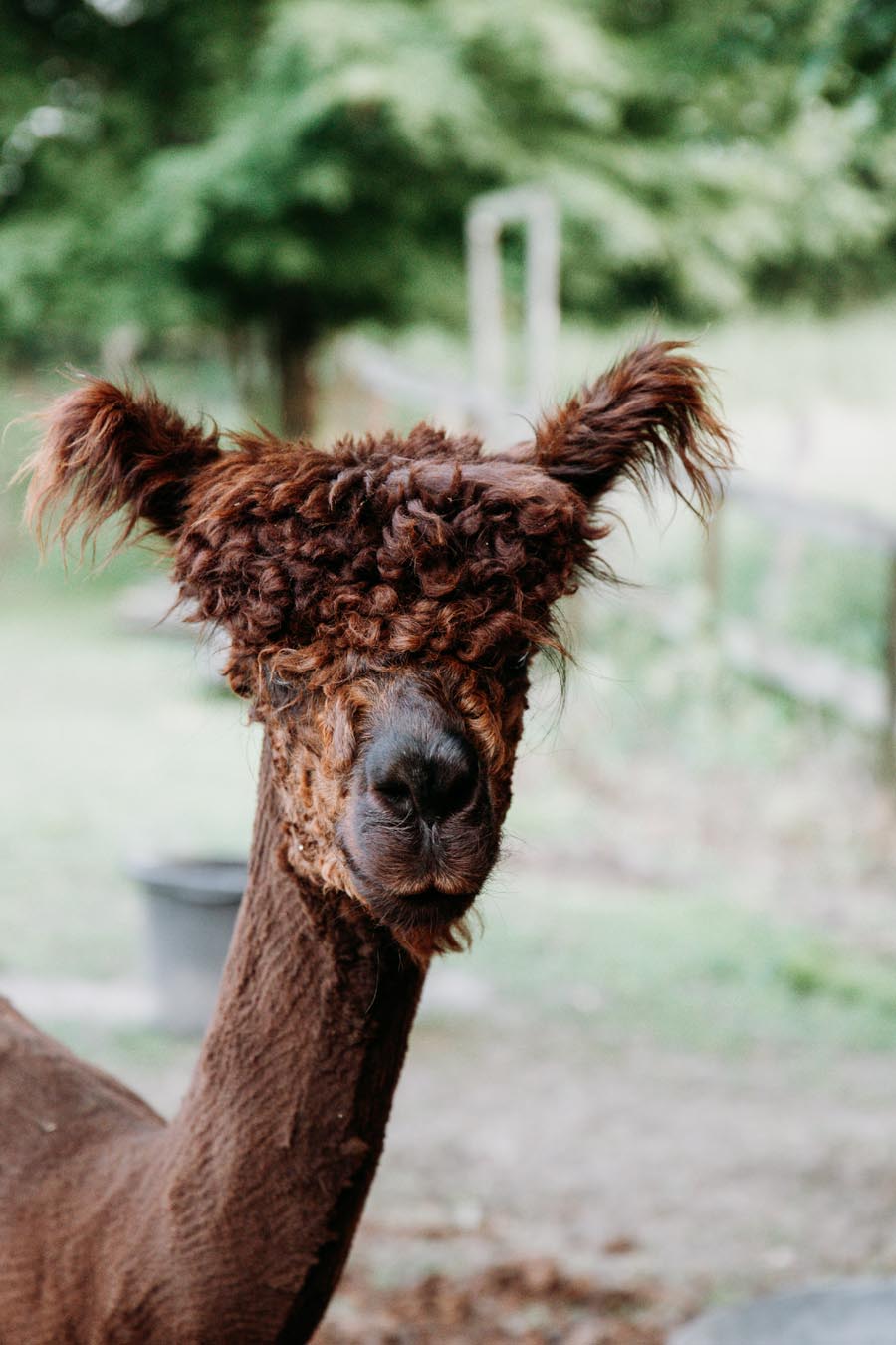 Alpaca bed & breakfast Brookerhof