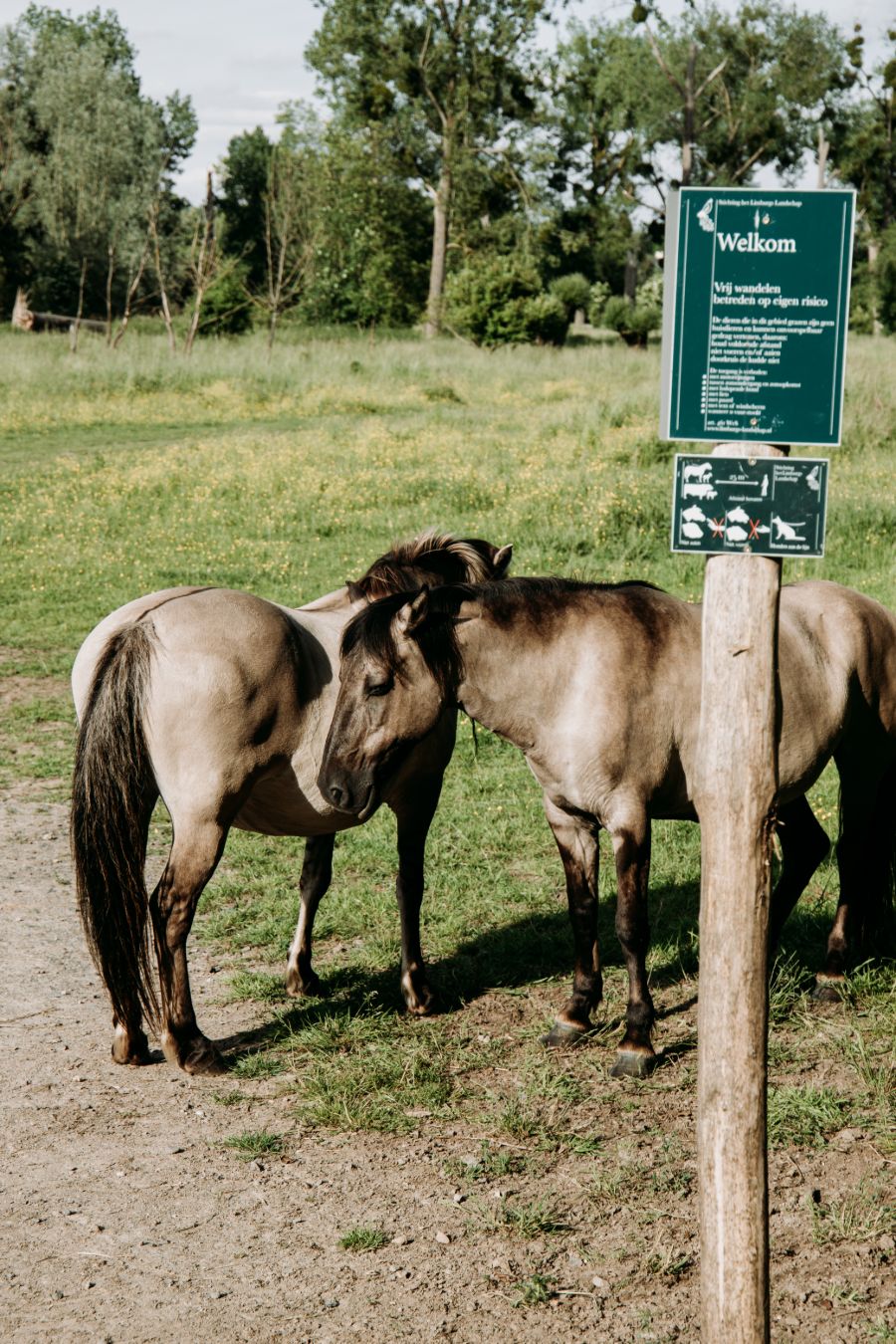 Paarden