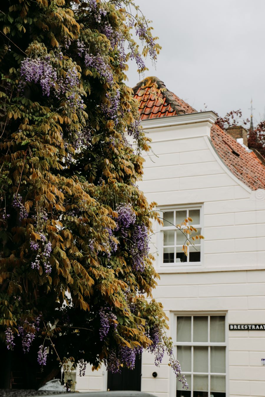 Blauweregen in Heusden Breestraat