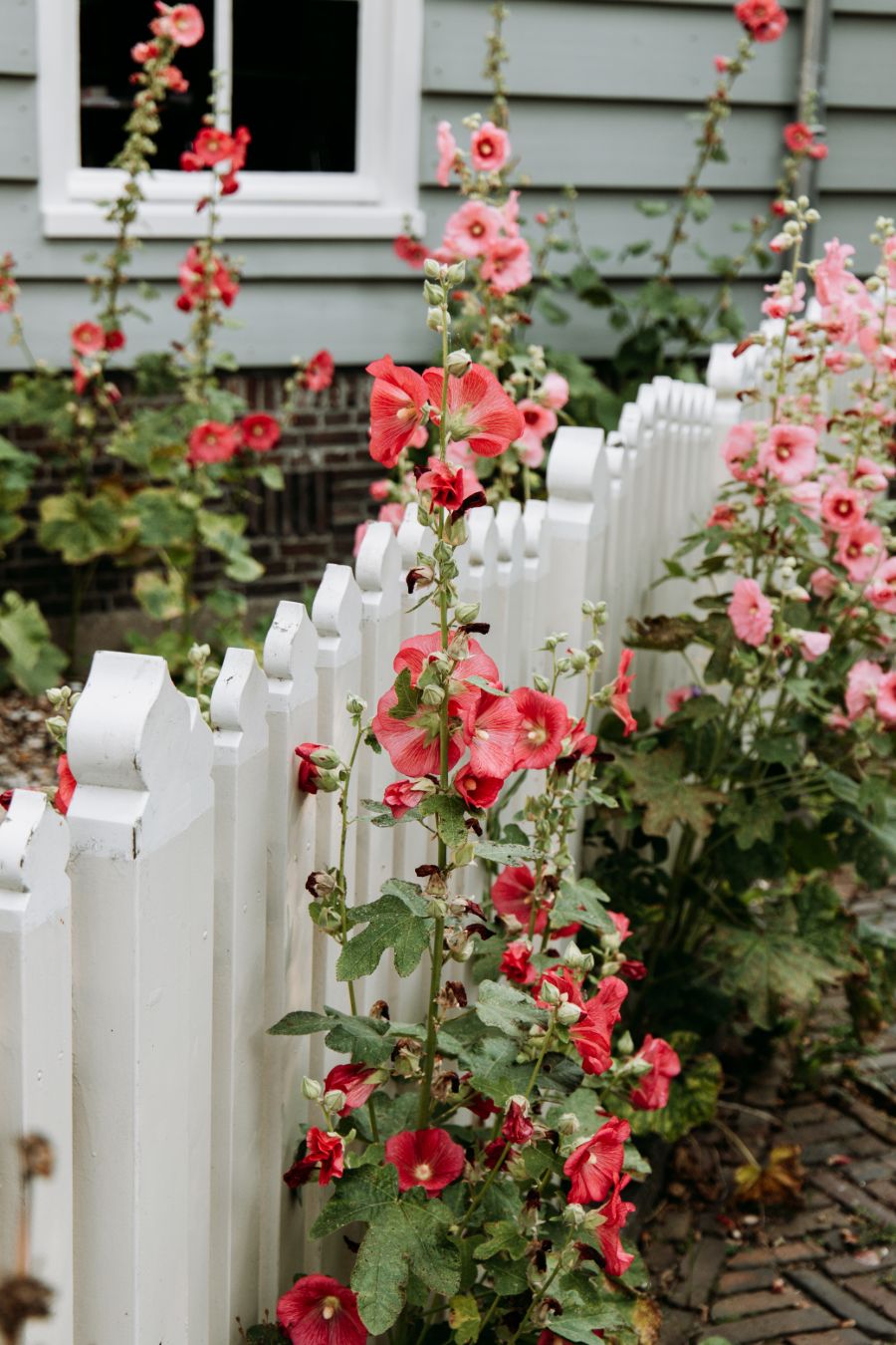 Bloemen bij een hek