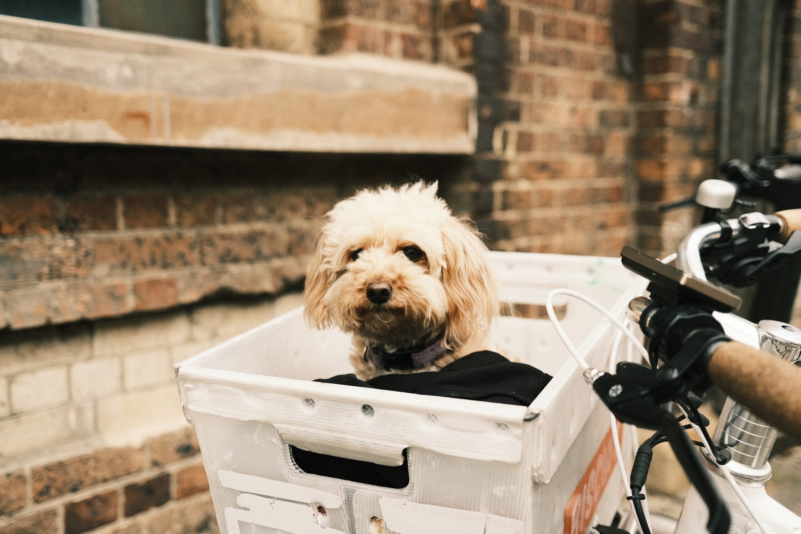 De leukste escapes (hotels en vakantiehuizen) waar honden welkom - Barts Boekje