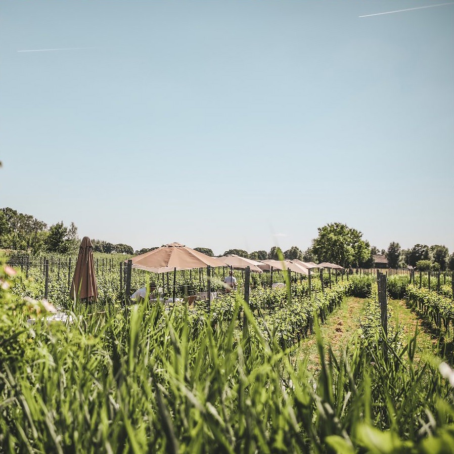 Essen im Weinberg im Popup Fruits de Mer Barts Boekje