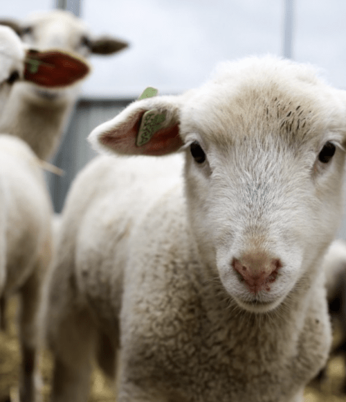 De leukste (soort van) boerderijen van Amsterdam