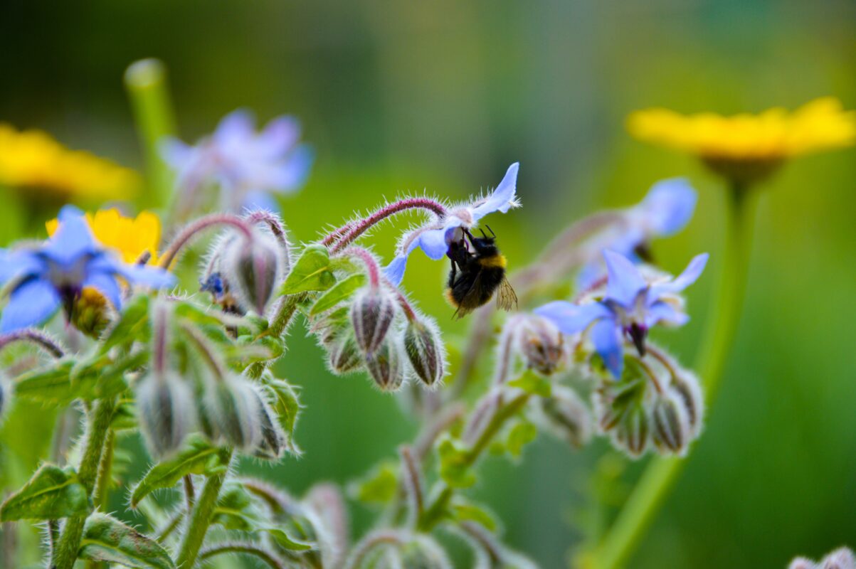 bijen world bee day