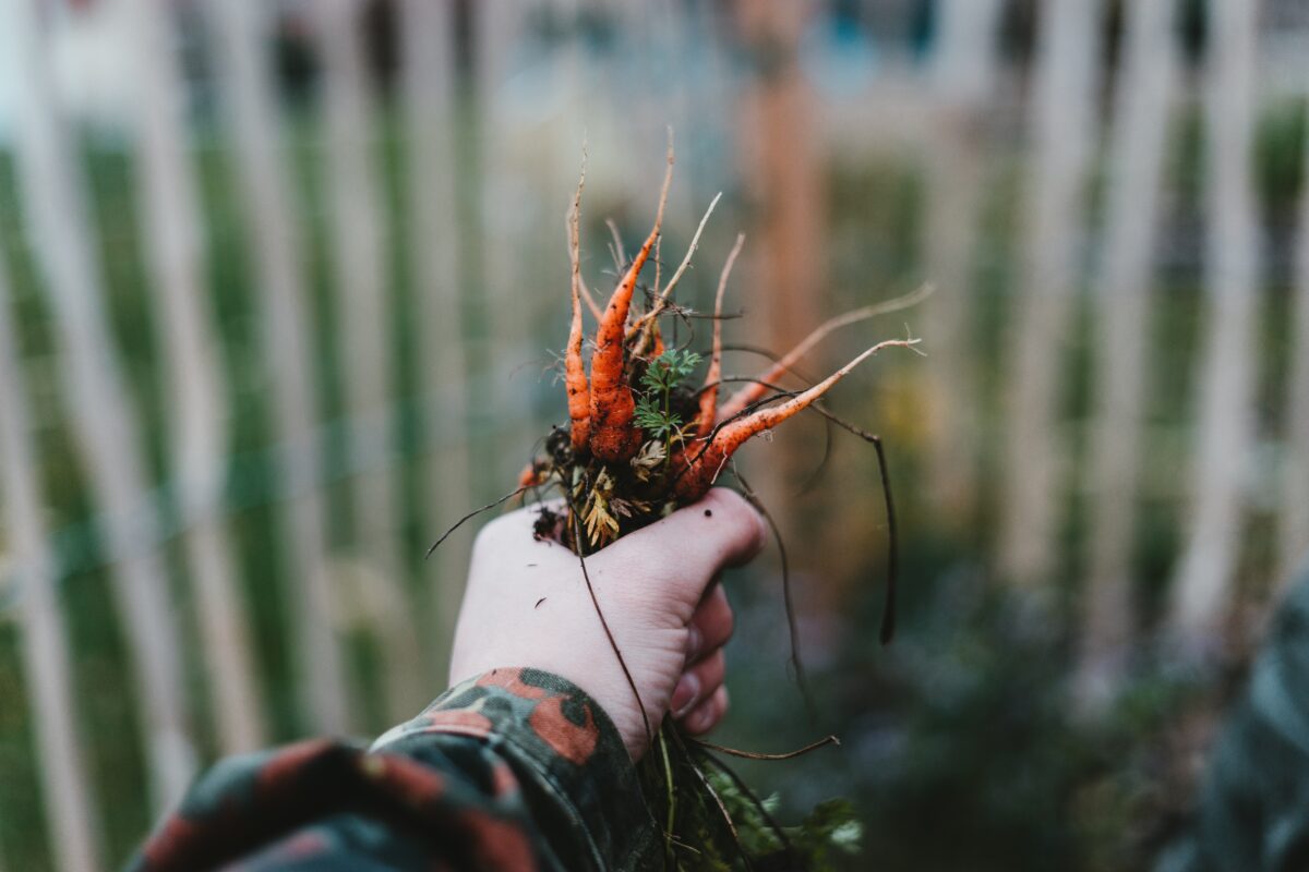 tuin tuinieren tuinklussen