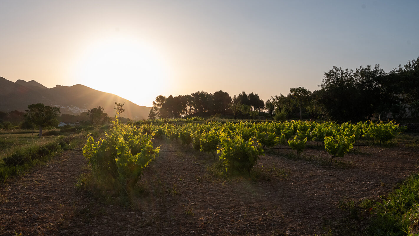 finca Flor del Almendro
