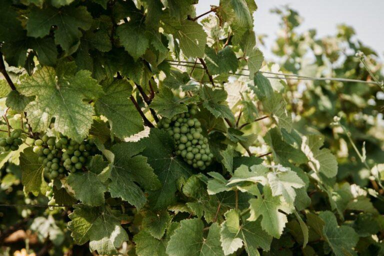 Op vakantie naar de Champagnestreek? Dit moet je weten en zien