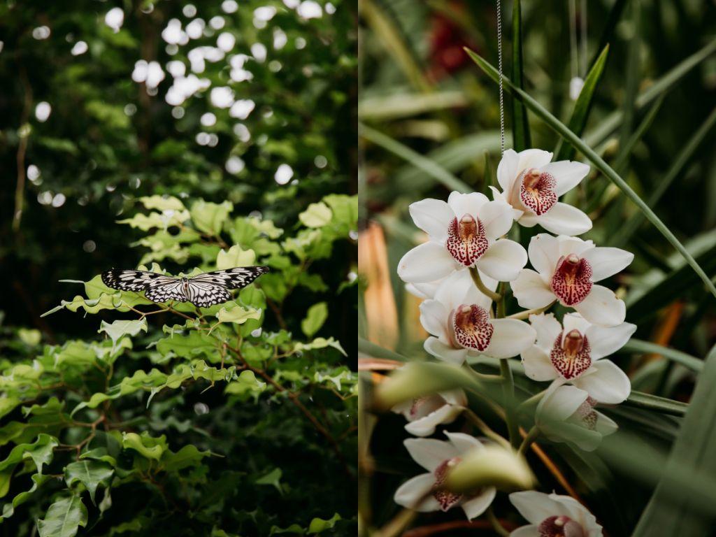 Orchideeën hoeve Flevoland