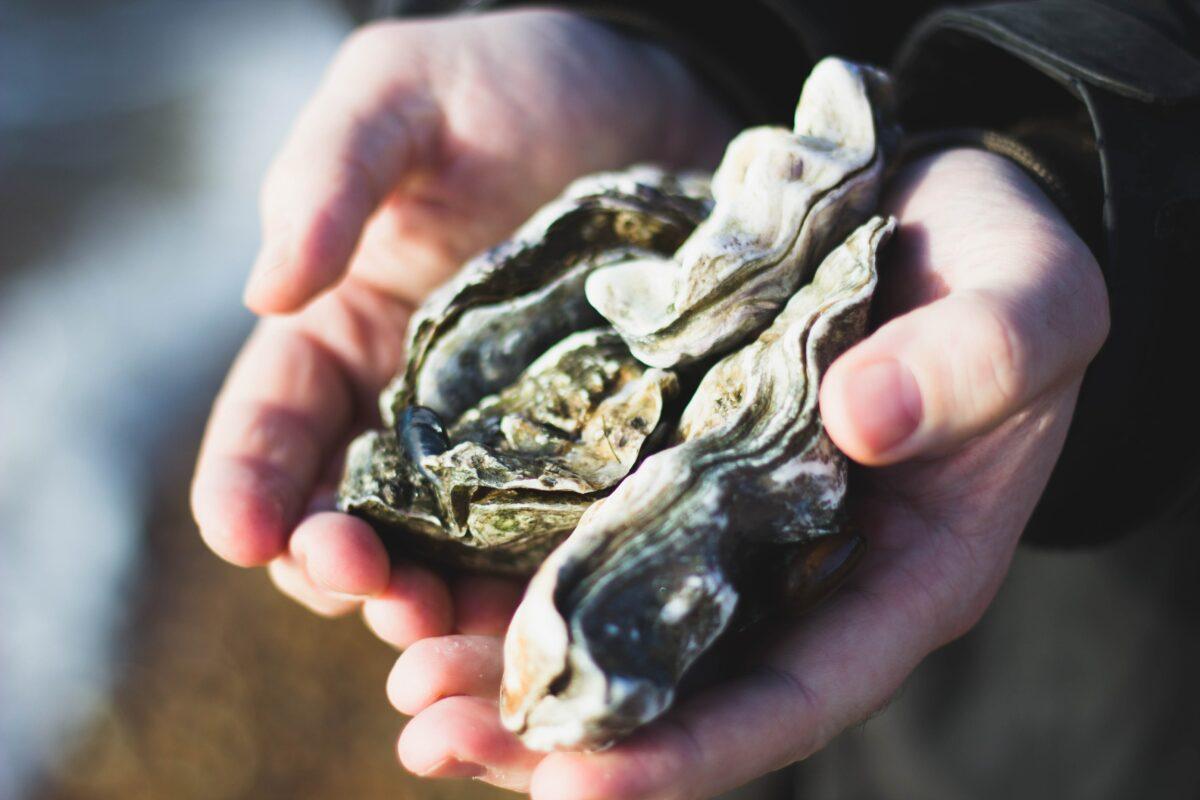 oesters plukken