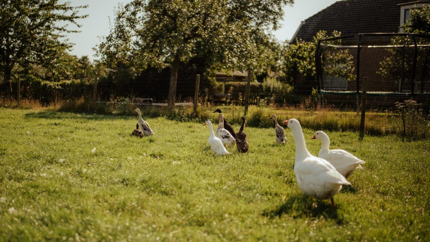 de Kleine wildenberg