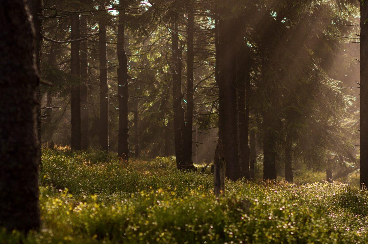 Trakt Forest Hotel, Holsbybrunn, Sweden