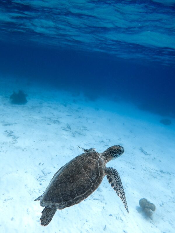 Bonaire