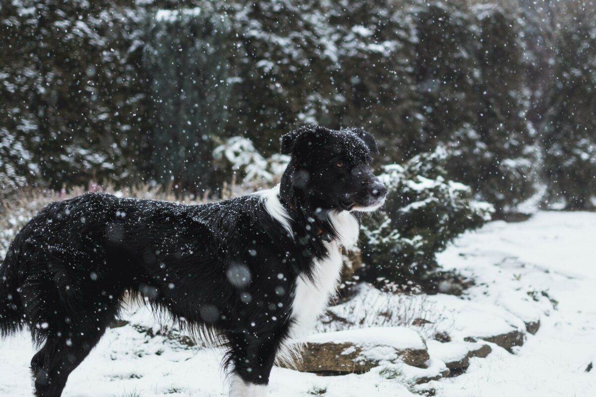 hond sneeuw