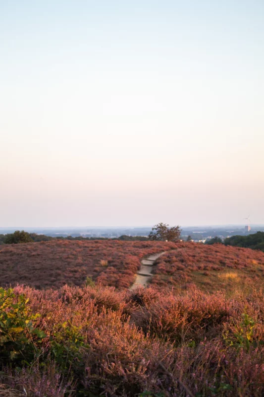 veluwe