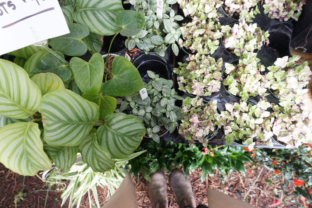 Why garden plants bring your outdoor space to life, but for real ...